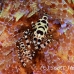shrimp_coleman_bhr_tam_h_0505_bal6461.jpg
